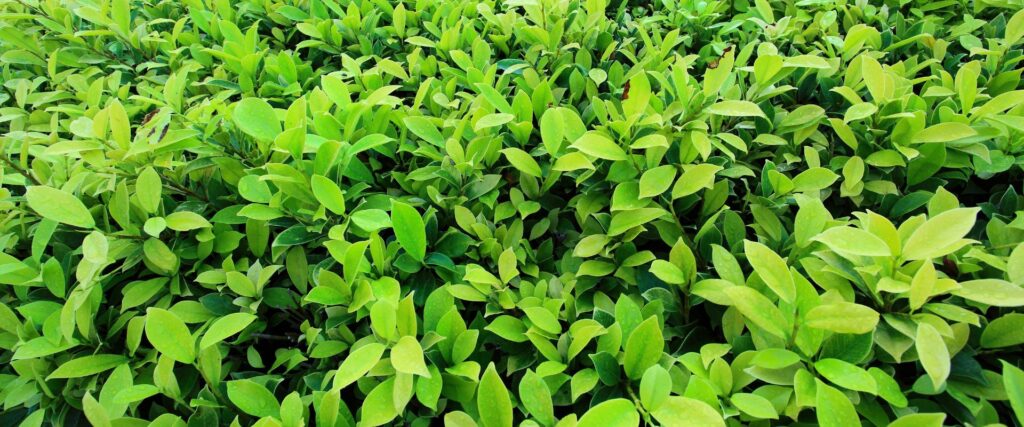 leaf